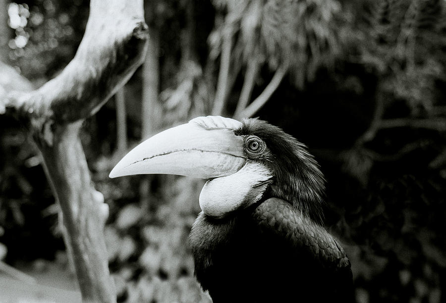 The Toucan Of Bali Photograph by Shaun Higson