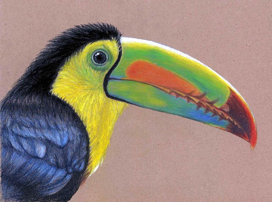 Bird Drawing - The Toucane by Nicole Zeug