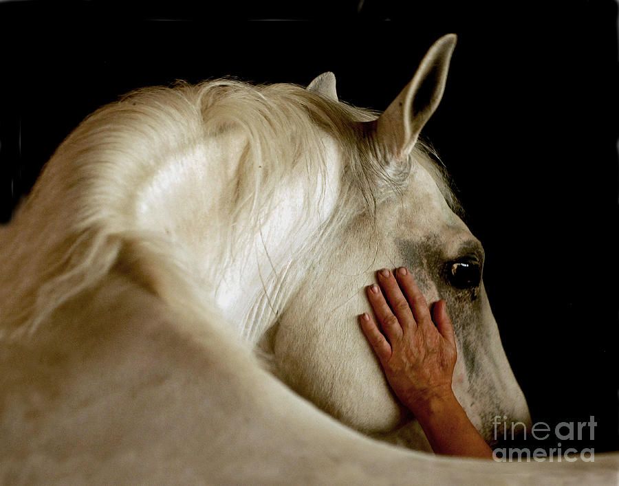 The Touch Photograph by Carien Schippers