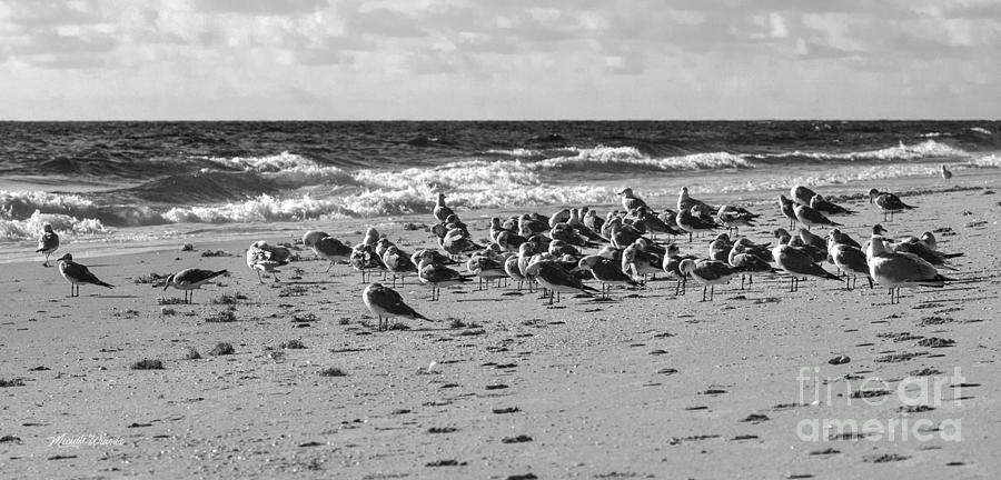 Seagull Photograph - The Town Meeting by Michelle Constantine