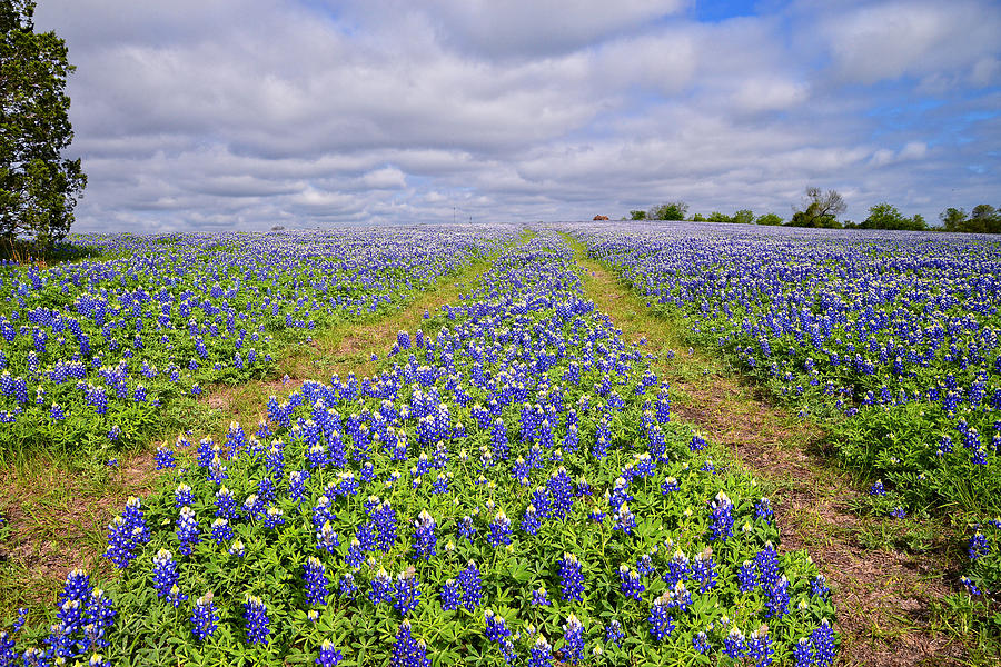 The Trail to Bluebonnet Bliss Photograph by Lynn Bauer