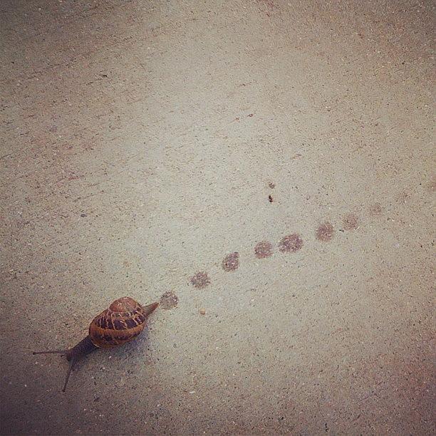 Snail Photograph - The Trail You Leave by Susan Smela