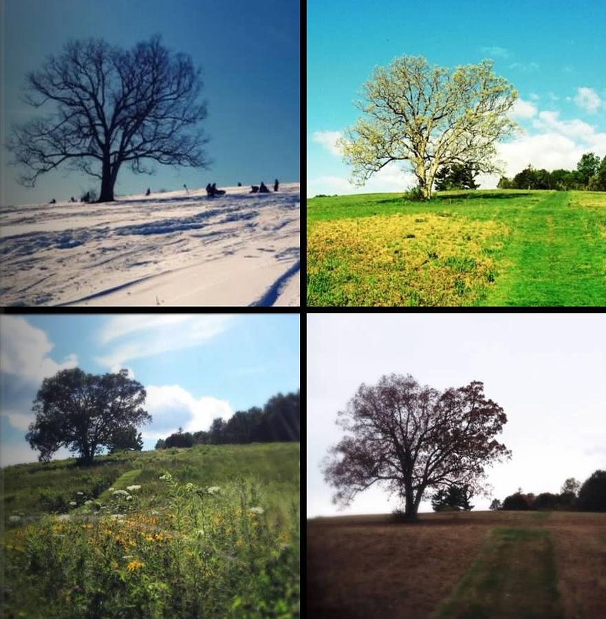 The Tree - All Seasons 2013 Photograph by Elizabeth Clevesy - Fine Art ...