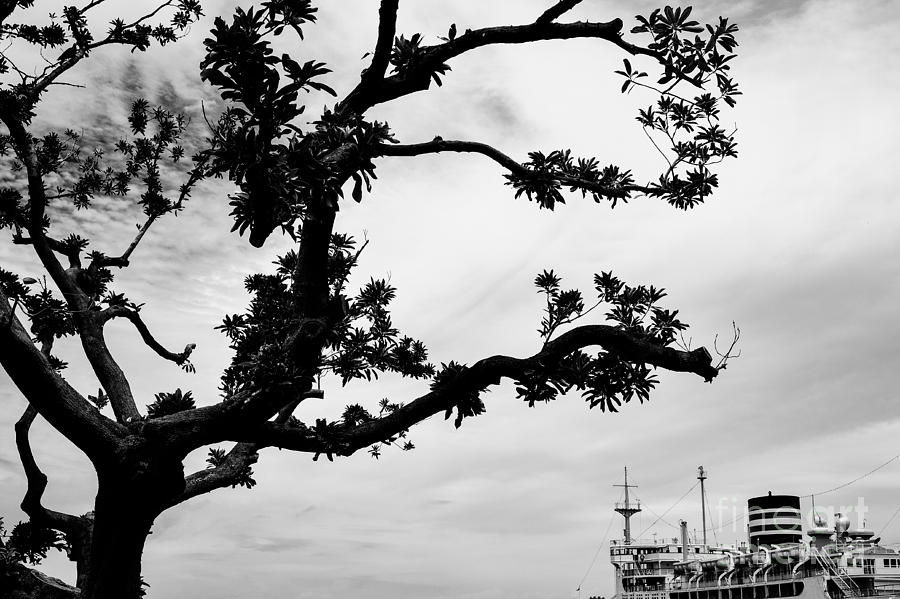 Black And White Photograph - The Tree and the Boat by Dean Harte