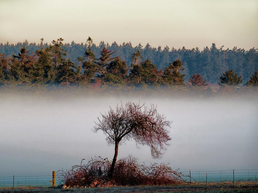 The Tree and the Fog Photograph by Rick Lawler