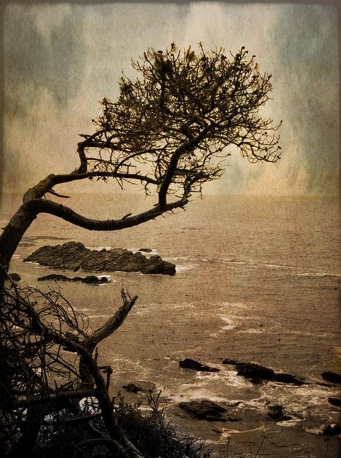 The Tree and the Rocks Photograph by Marzena Grabczynska Lorenc