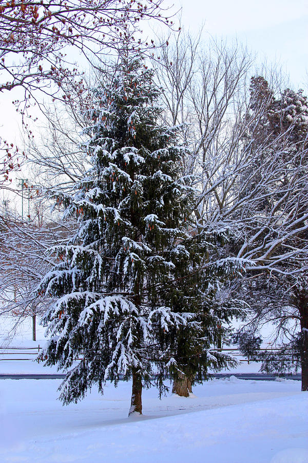 Winter Photograph - The Tree by Carolyn Stagger Cokley