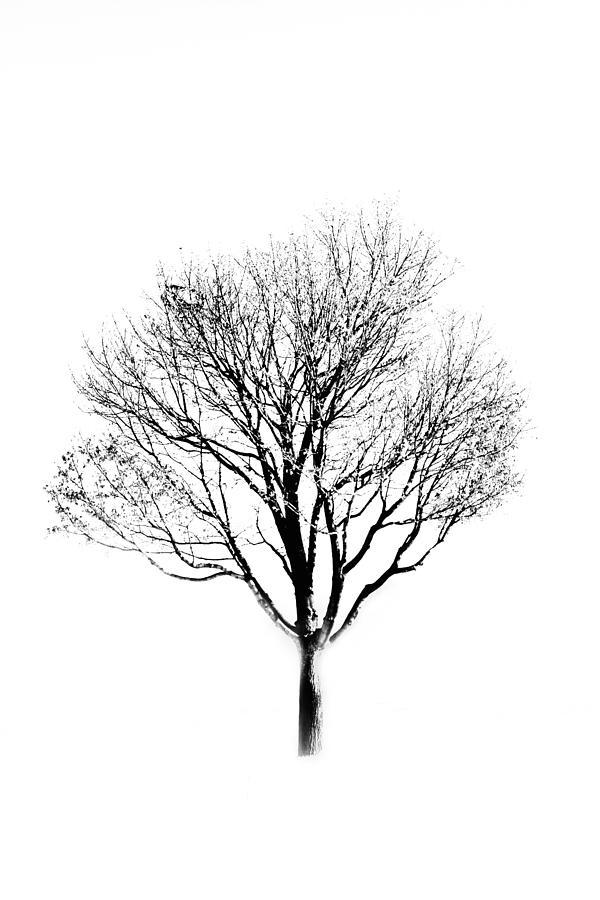 Black And White Photograph - The Tree by Debbie Nobile