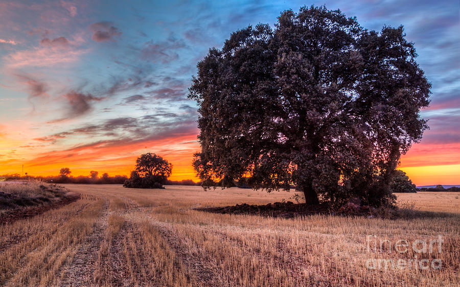 Tree Photograph - The tree by Eugenio Moya Tree Photograph - The tree by Eugenio Moya