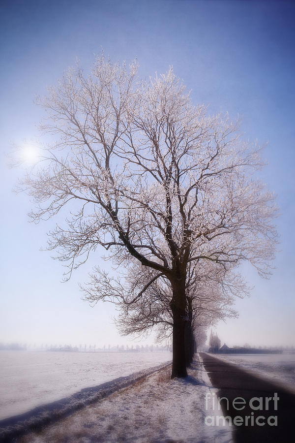 Winter Photograph - The tree by LHJB Photography