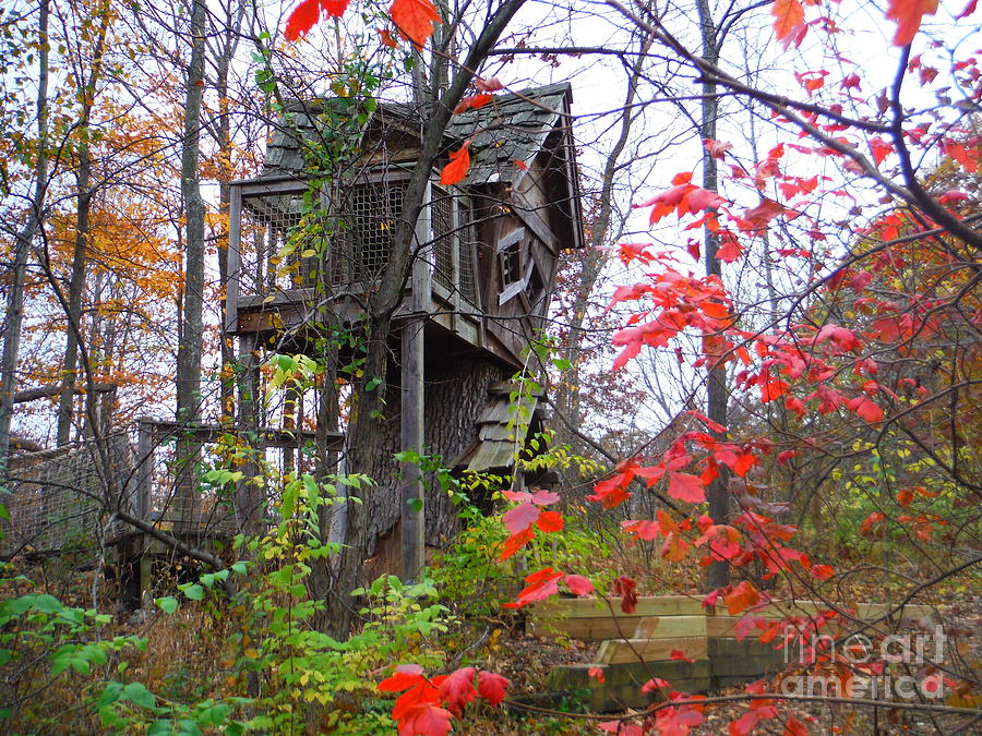 The Tree House At Inniswood Photograph by Paddy Shaffer