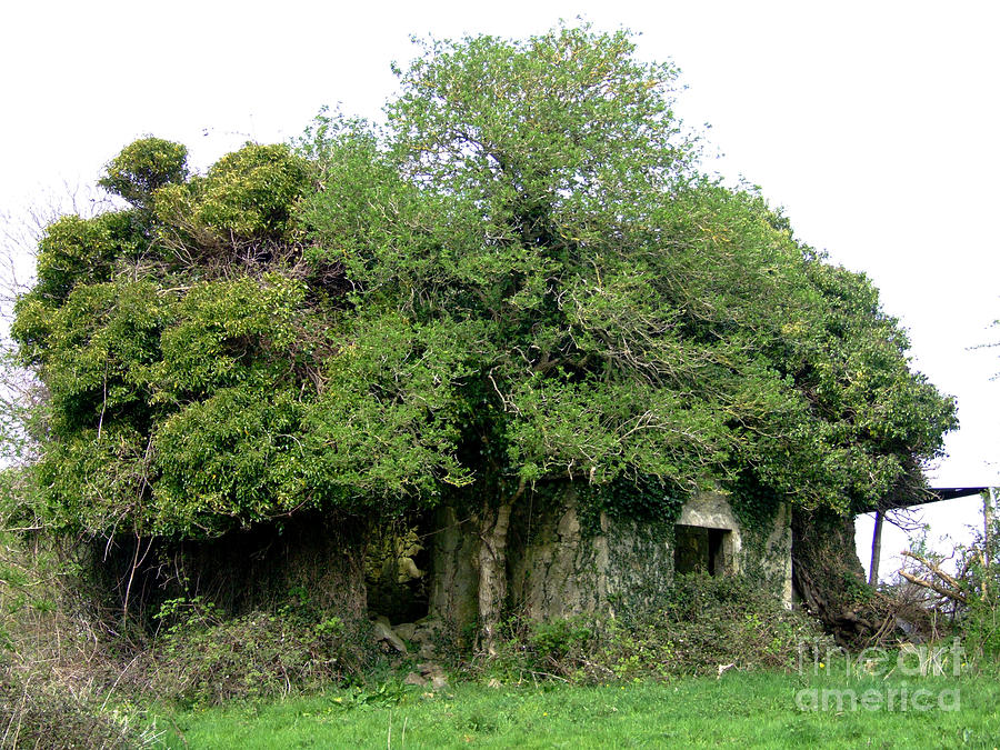 Tree Photograph - The Tree house by Joe Cashin