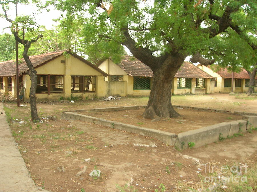 The Tree Photograph by Iris Boyd Fine Art America