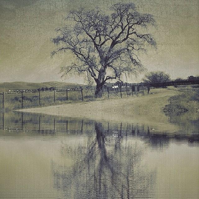 Tree Photograph - The #tree Is Real. The #water by Nicole Dalesio