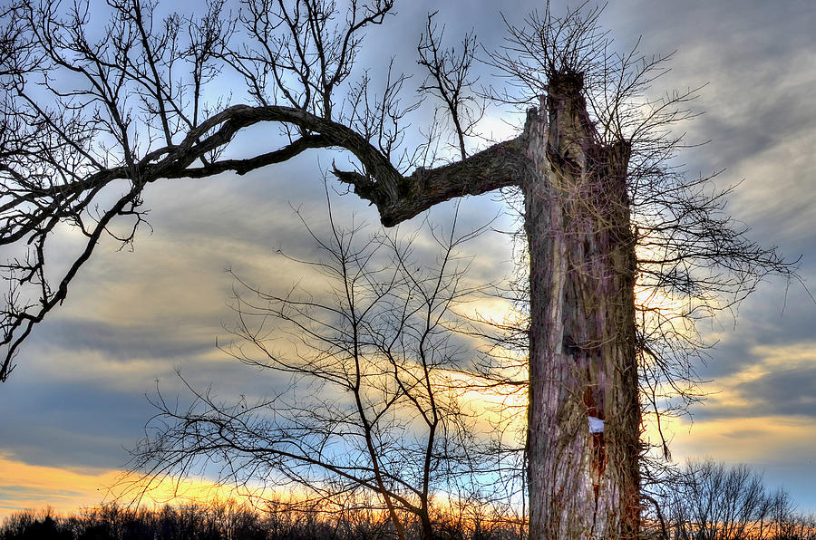 The Tree Photograph by Jeffrey Platt