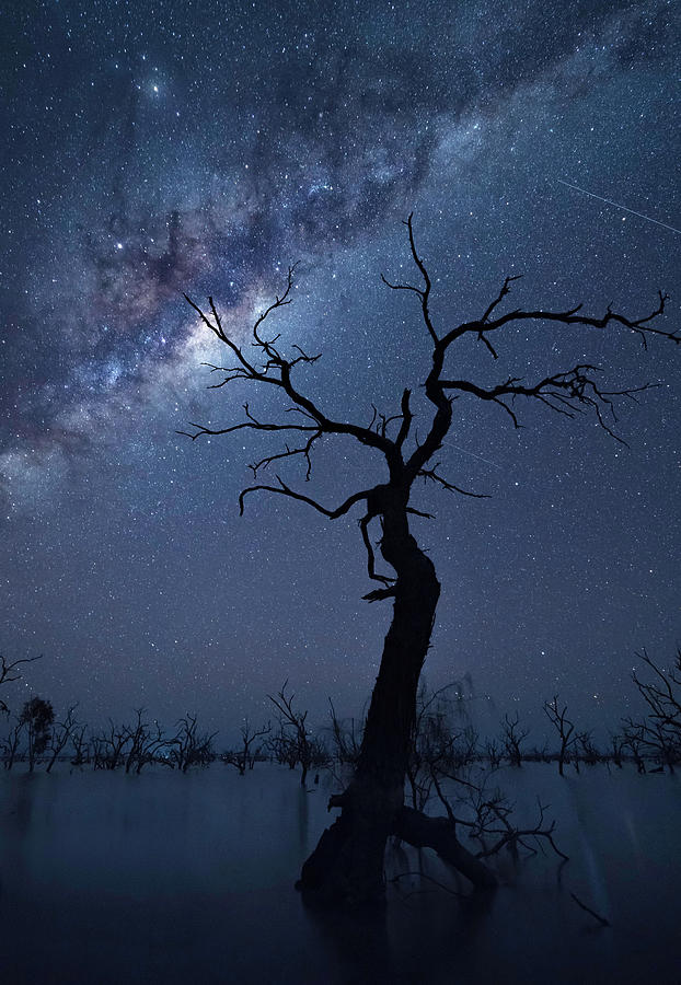The Tree Photograph by Jingshu Zhu