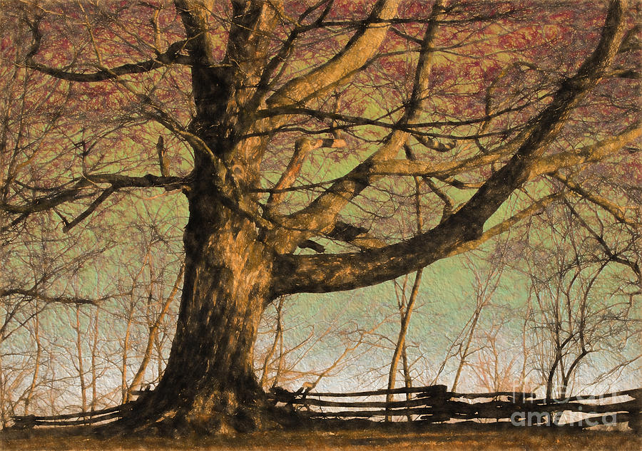 The Tree Photograph by Kerri Farley