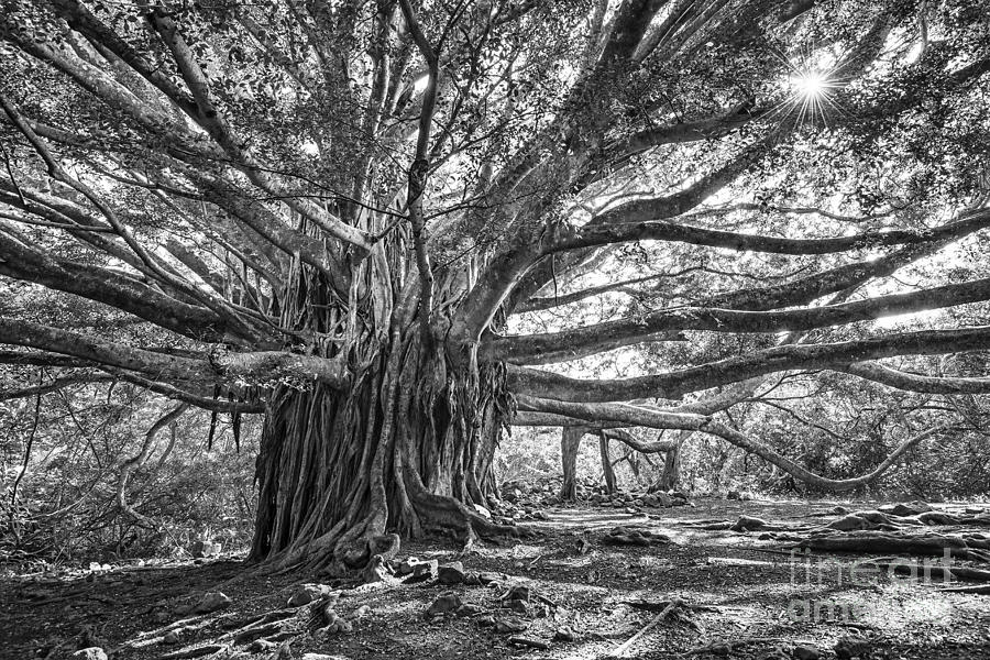 Haleakala National Park Photograph - The Tree of Life by Jamie Pham
