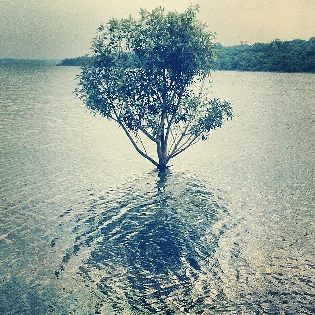 The Tree Of Life..... Near Gangrel Dam Photograph by Ankit Jain