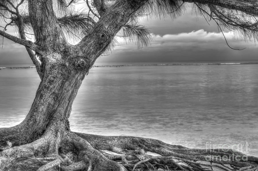Nature Photograph - The Tree of Life by Sophie Vigneault