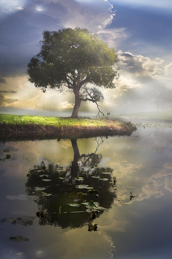 The Tree of Living Waters Photograph by Debra and Dave Vanderlaan ...