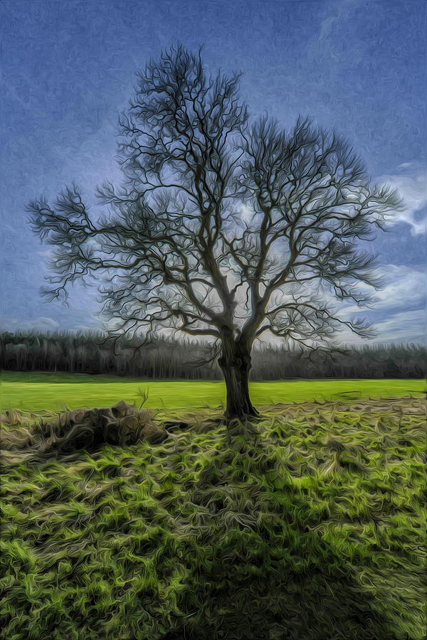 Scotland Photograph - The Tree of Old by Terry Cosgrave