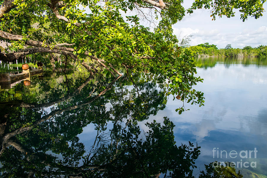 The tree on the Cenote Photograph by Yuri San