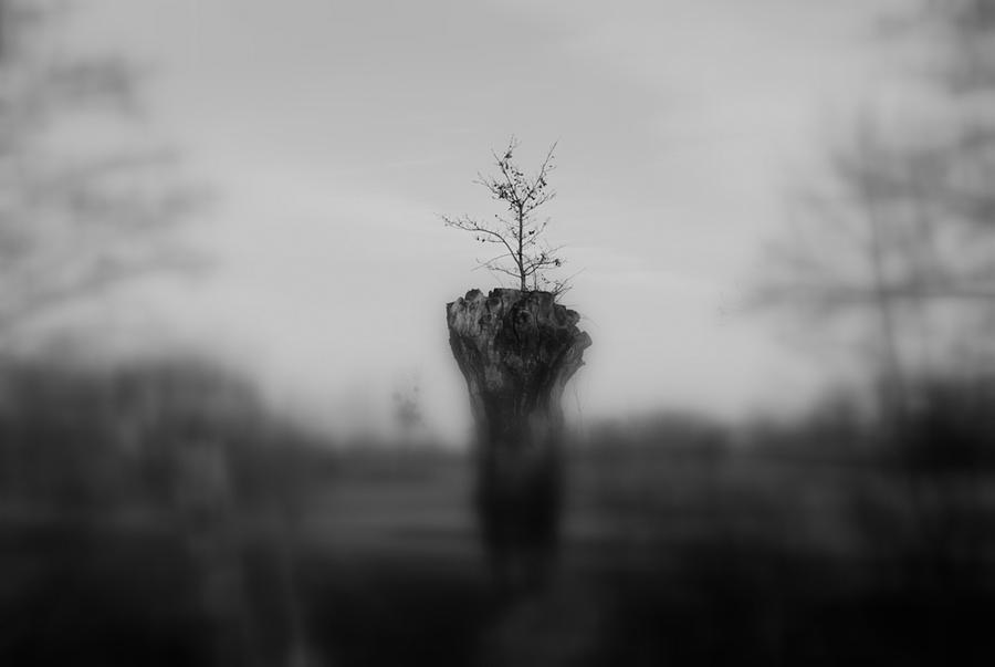 Black And White Photograph - The tree on the tree_ by Perrine Diguet