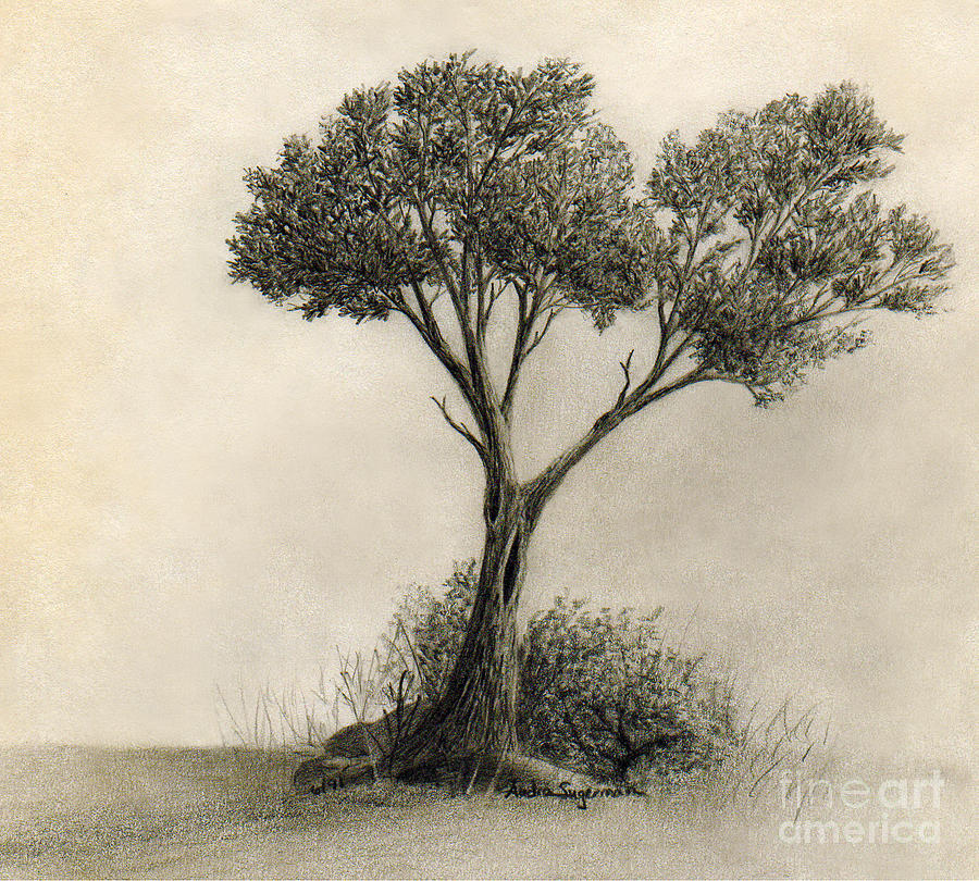 The Tree Quietly Stood Alone Drawing by Audra D Lemke