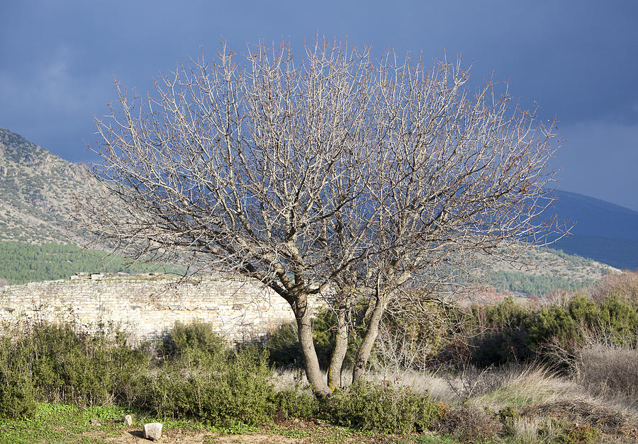 The Tree Photograph by Ramunas Bruzas