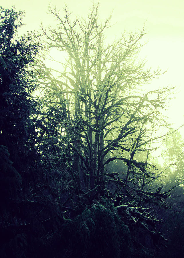 The Tree Spirit #3 Photograph by Kazumi Whitemoon