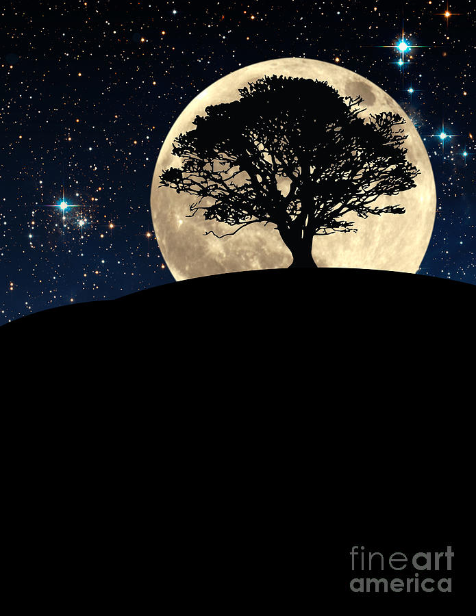The Tree The Moon The Stars Photograph