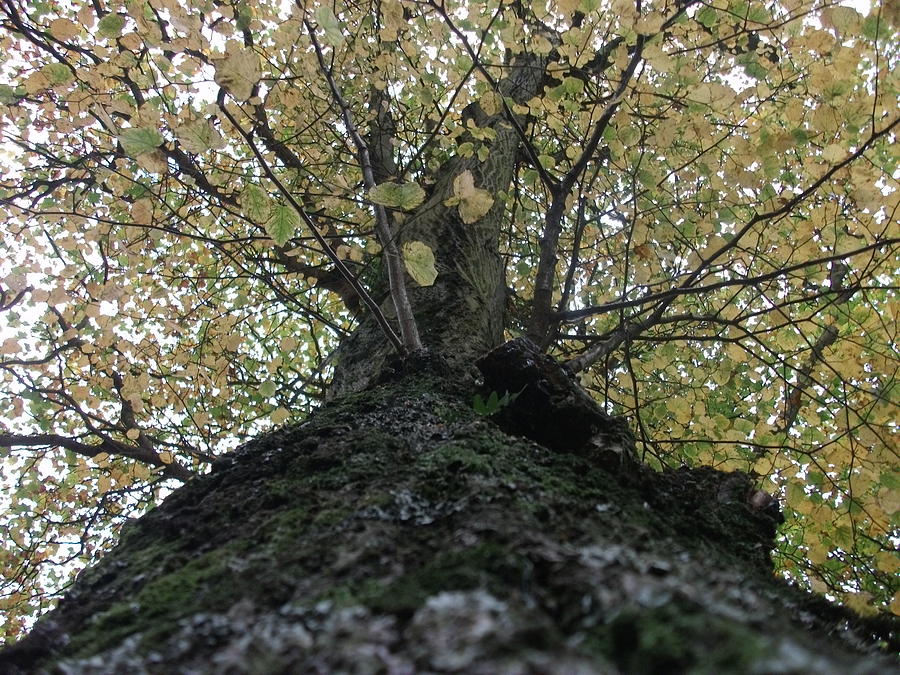 Tree Photograph - The Tree by Tony Stark