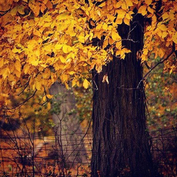 Fall Photograph - The Tree #tree #fall #autumn #yellow by Sharon Wilkinson