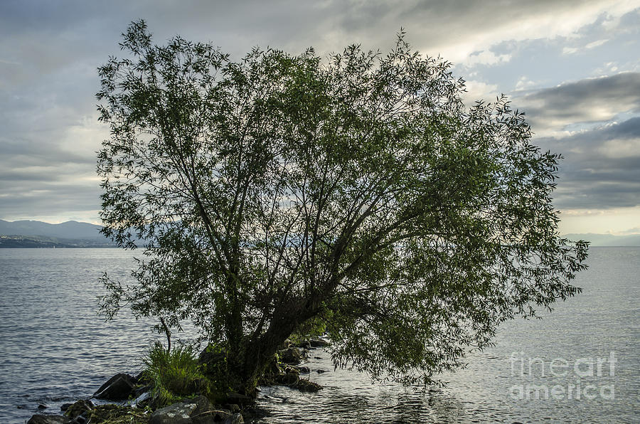 Summer Photograph - The Tree With His Feet In Water by Michelle Meenawong