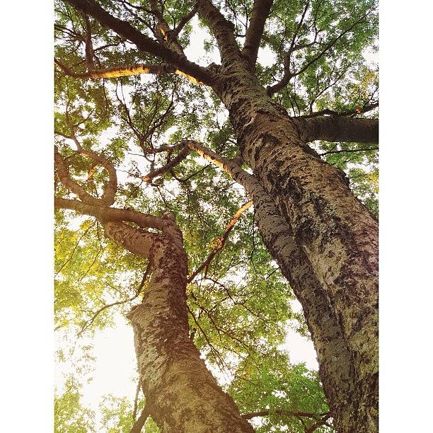 Vsco Photograph - The Trees At Belmont Are Pretty Cool by Tyler Hoagland