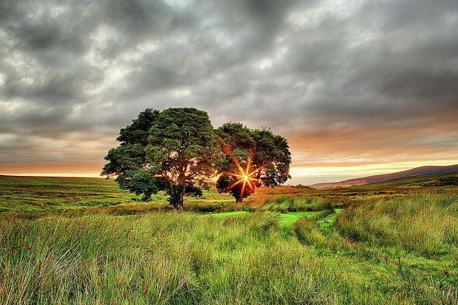 The Trees At Sunset Photograph by Sigita Playdon Photography