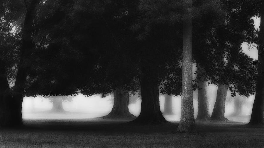The Trees Photograph by Bill Wakeley
