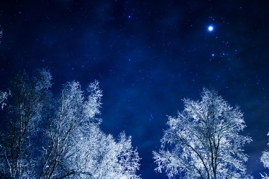 The Trees Freeze as the Bright Star is at Ease. Photograph by Kyle Lavey