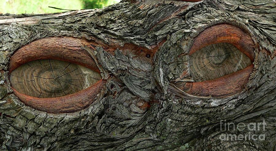 Nature Photograph - The trees have eyes by Angela Wright