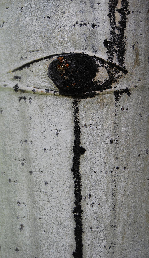 The Trees Have Eyes Photograph by Jani Freimann