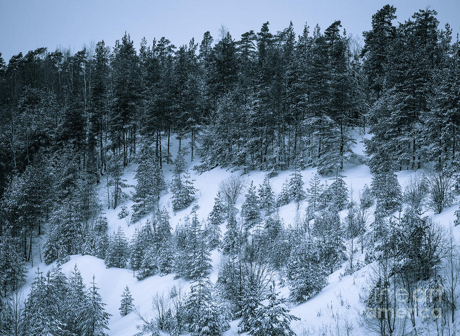 Winter Photograph - The Trees of the Snowy Hill by Ismo Raisanen