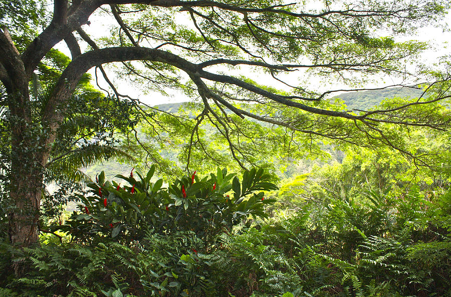 The Trees of Waipio Valley Photograph by Venetia Featherstone-Witty