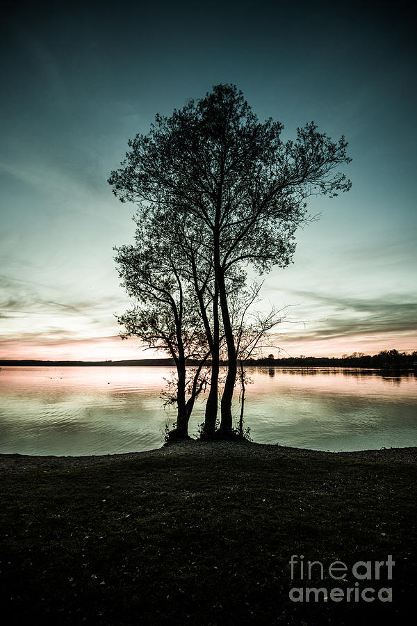 The Trees Silhouette  Photograph by Hannes Cmarits