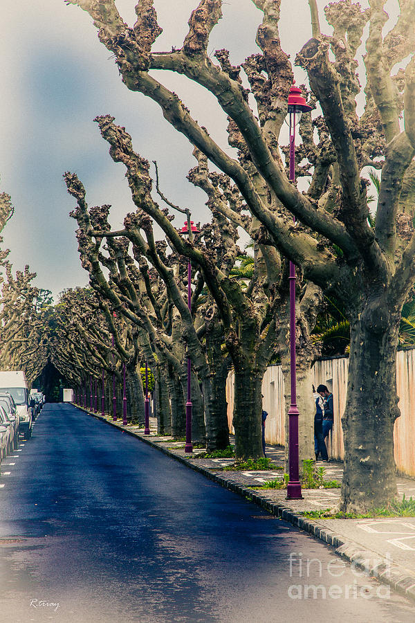 The Trees that Line Up in Suburbia Photograph by Rene Triay FineArt Photos