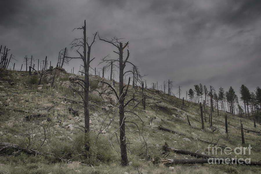 The Trees That Were Photograph by Steve Triplett