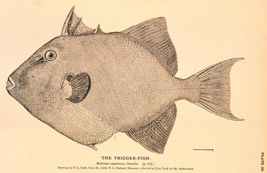 The Trigger-Fish Drawing by Brian Long | Fine Art America