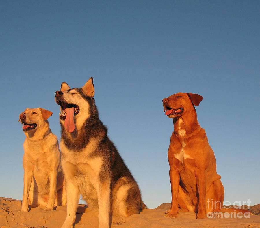 Dog Photograph - The Trio by Kimberly Cohne