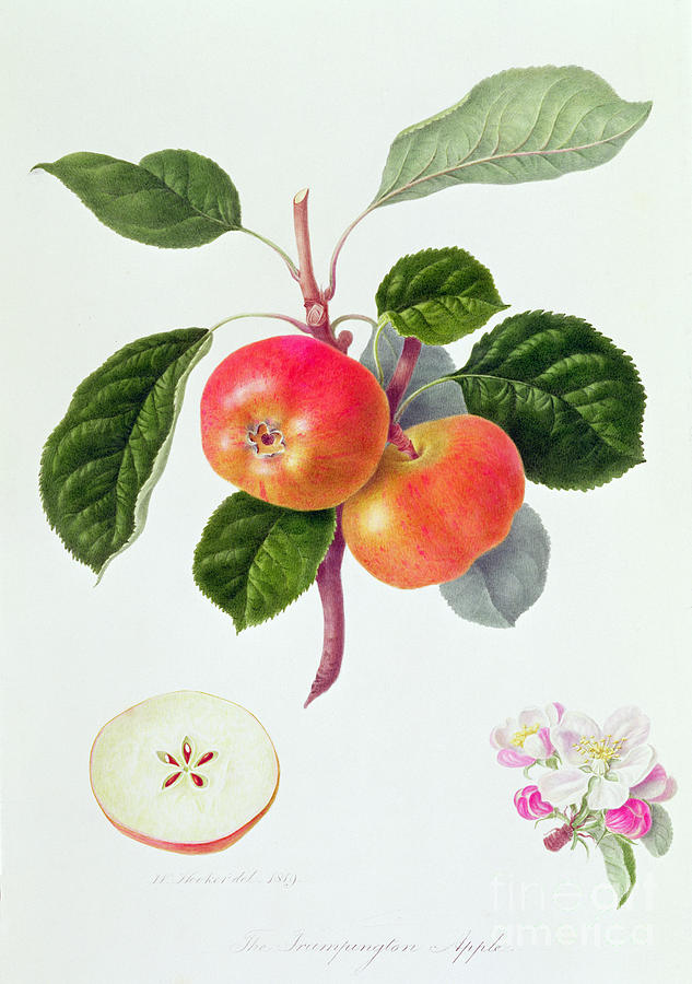 Flower Painting - The Trumpington Apple by William Hooker