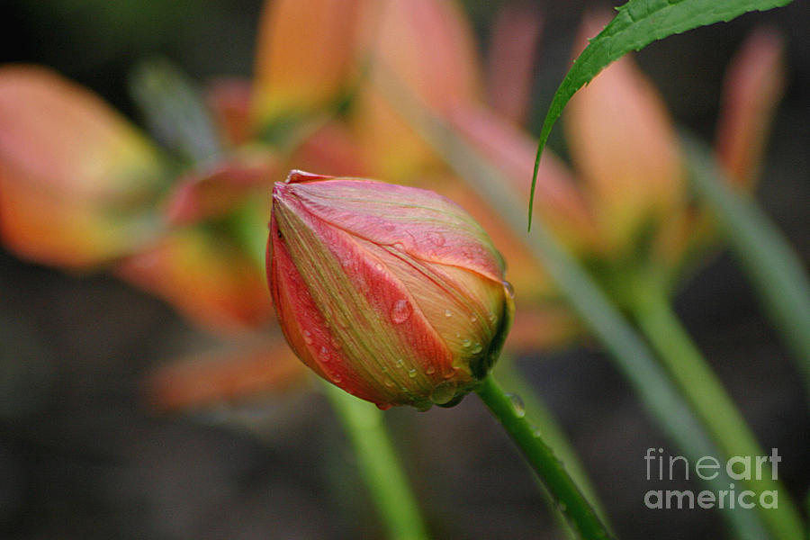The Tulip Bud Photograph by Living Color Photography Lorraine Lynch